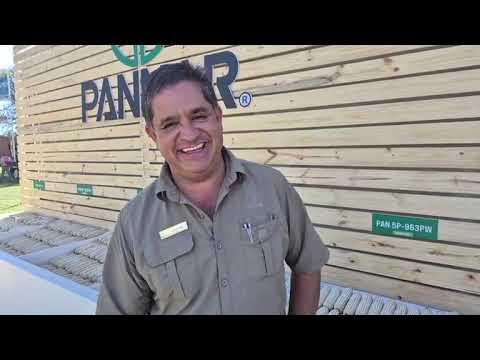 Pannar vertel ons meer oor die bakteriële siekte wat mielies aanvat hier by Nampo 2025