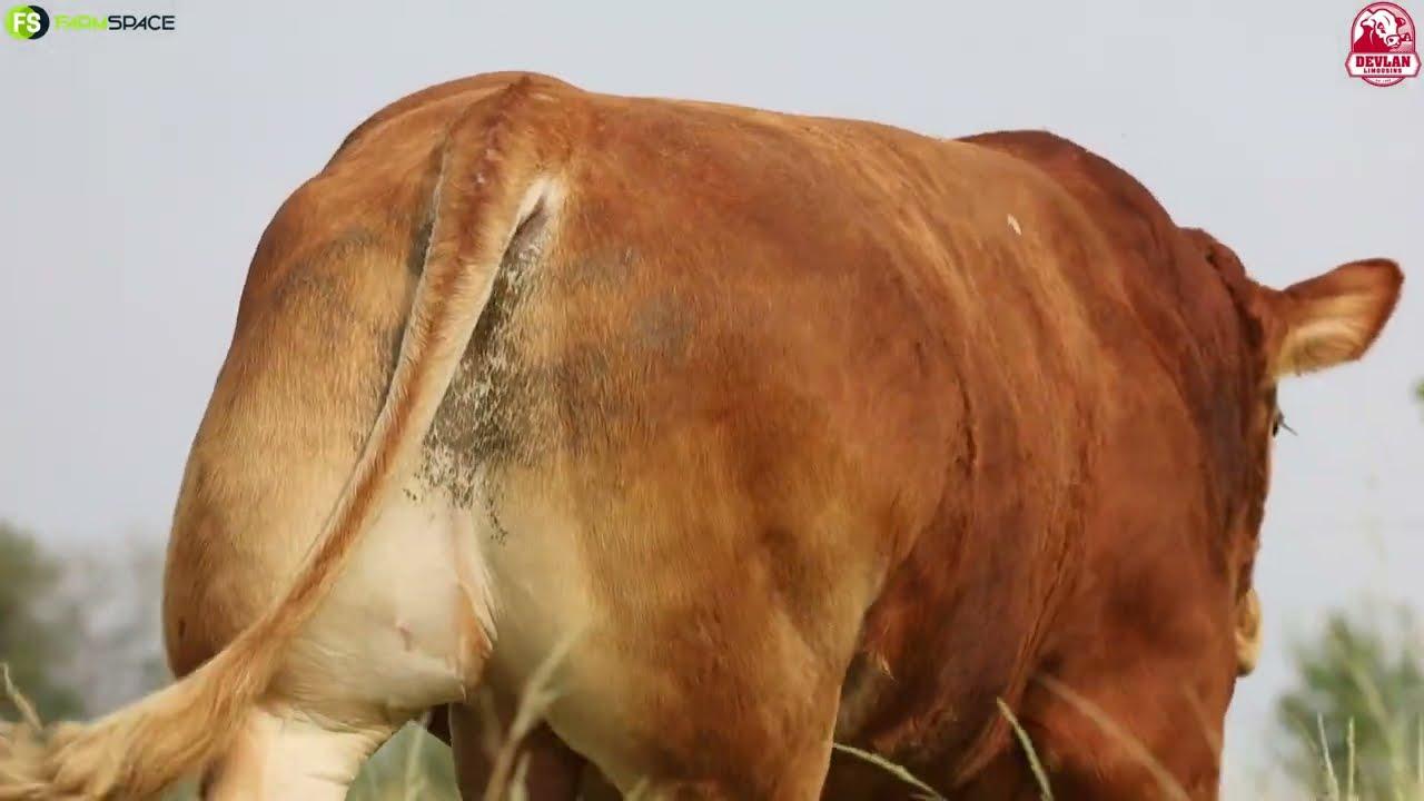 Devlan Limousins present Lot 10 | DL20-136, 18 March 2023.