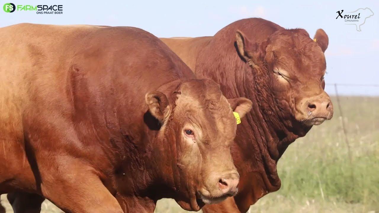 Derick vertel waar posisioneer Xourel Limousins hulself in die kommersiële- en stoetmark