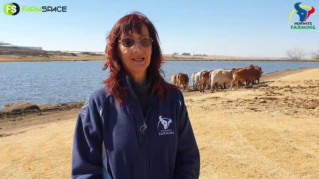 Tinus en Jeannie gesels oor die opkomende Hurwitz Boran Veiling