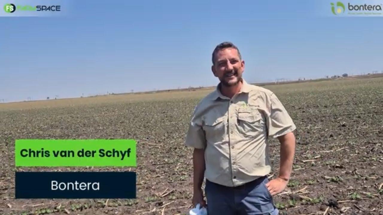 Hoe kan jy sorg vir 'n beter opbrengs op jou peulgewasse?
