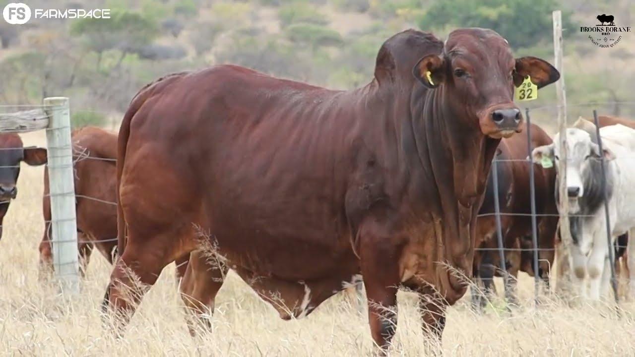 Brooks Boran proudly presents Lot 12, BRO 20-32, at the 2022 Boran National Auction.