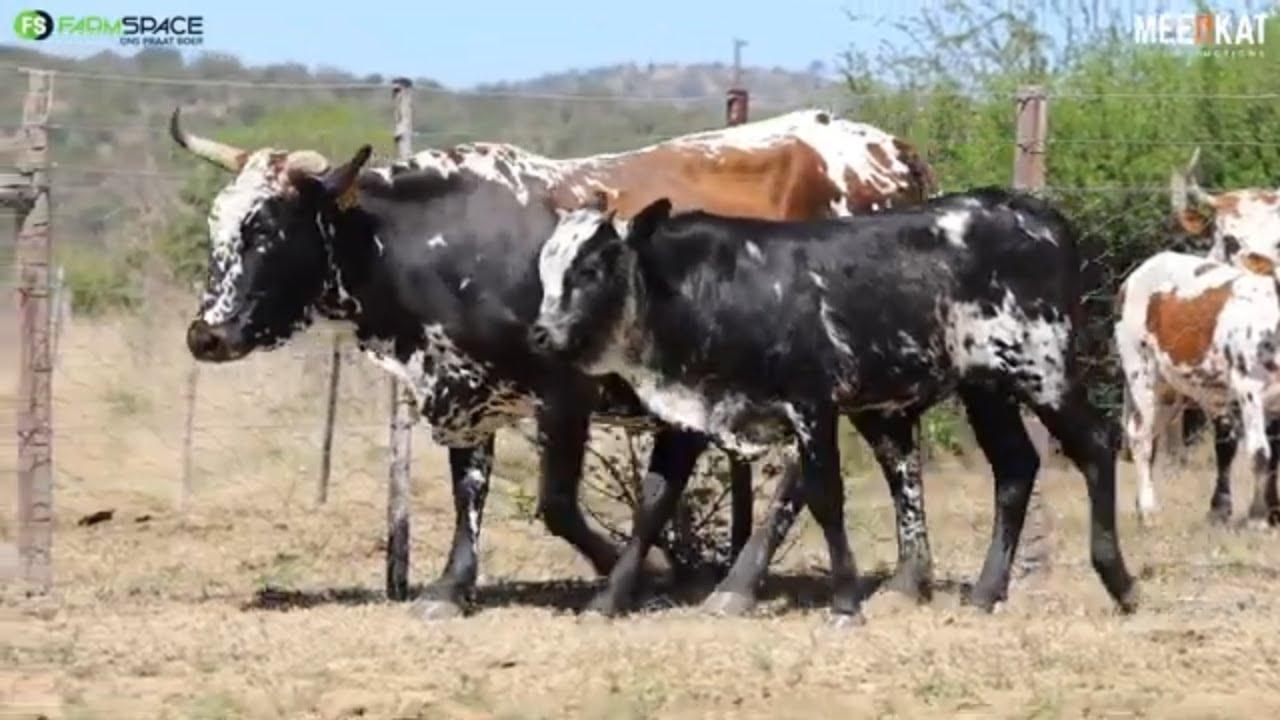 Lot 15 | Q 15-90 | Qhina Ngunis by die Nguni Regainer Veiling op 12 Oktober 2023