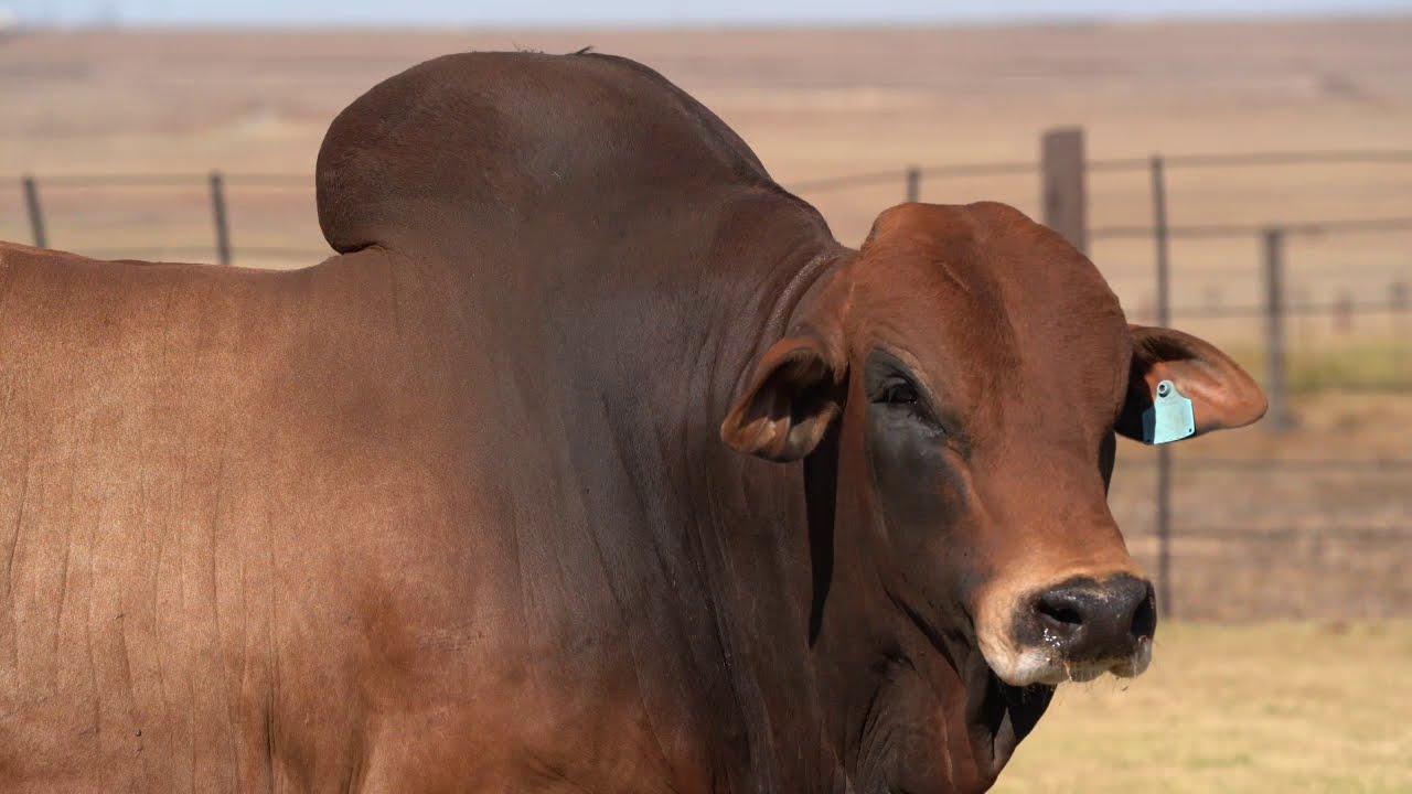Boran Auction 3 August 2019 - Hurwitz Farming