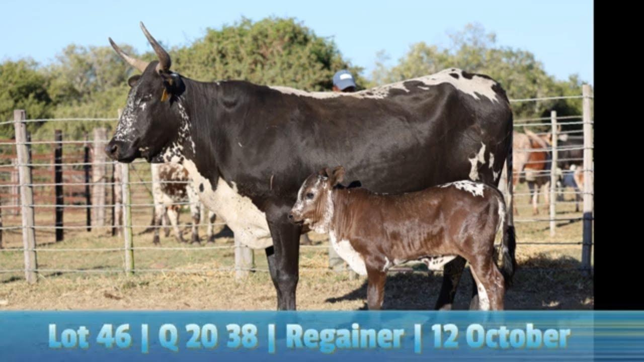 Lot 46 | Q 20-38 | Qhina Ngunis by die Nguni Regainer Veiling op 12 Oktober 2023