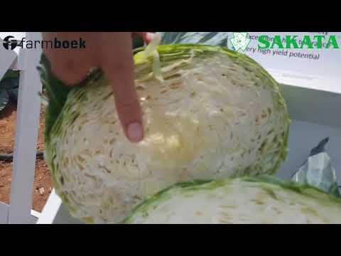 Sakata 2018 Field Day - Cabbage Part 2 - Summer and small-round varieties