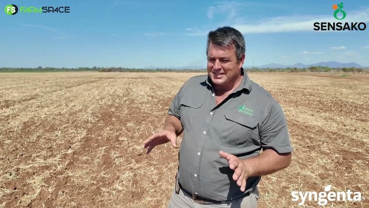 Hoe het Sensako se SST8205 koring kultivar Gerhard hulle hanteer?