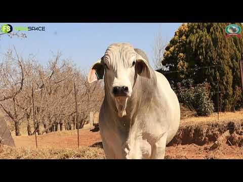 Brandwater Brahman Veiling - 23ste September 2021