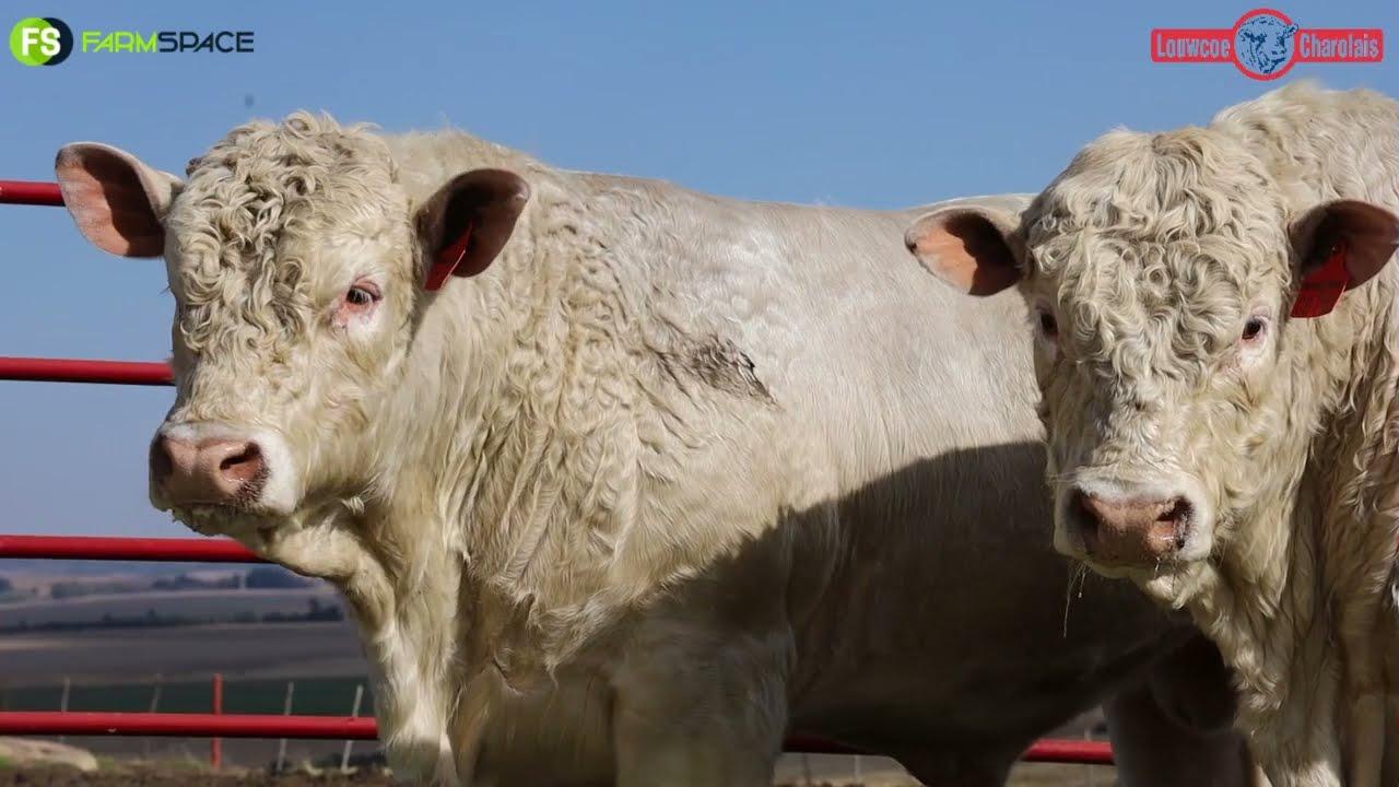 Witwarm Louwcoe Charolais - 11de Produksieveiling, 12 Julie.