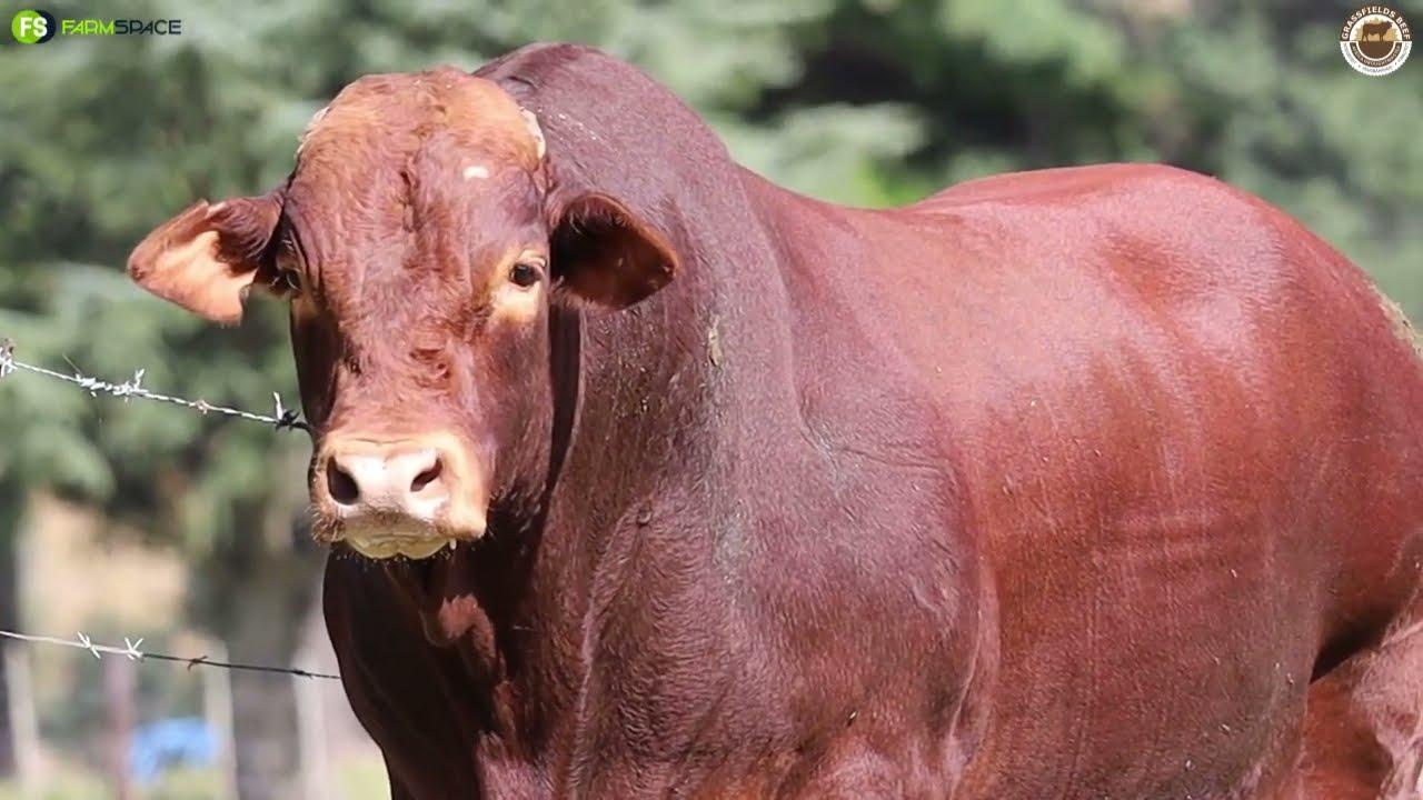 Lot 5 | GRB 19-0223 from Grassfields Beef