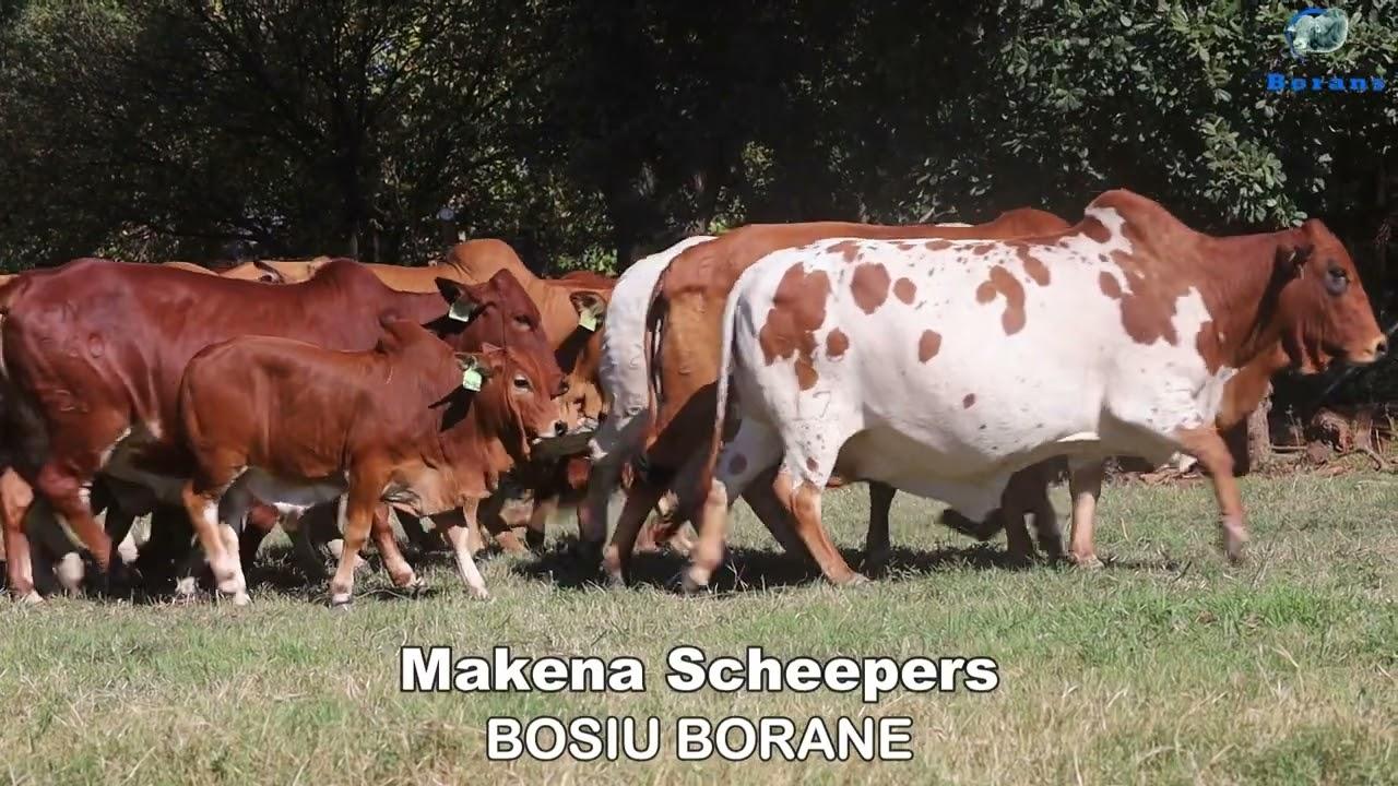 Uit die mond van Boran-telers hoor jy die waarheid, getuigskrifte van Fonteine Boran kliente.