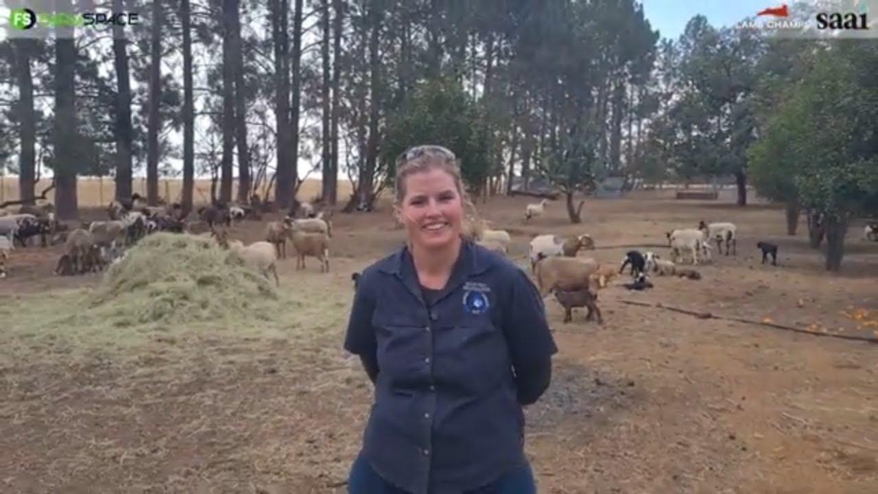 Talitha van Badeveen Meatmasters vertel ons van haar Lamb Champs inskrywing en boerdery se stelsel.