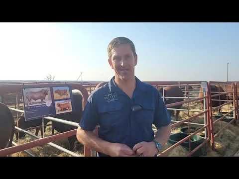Ons gesels met Stompie Olivier van Hotspot Cattle oor sy aanbieding