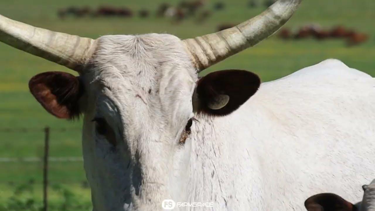 Exsteen Nguni's bied aan Lot 37 - EX 14-407 by die Nguni Regainer Groep Veiling, 13 Oktober.
