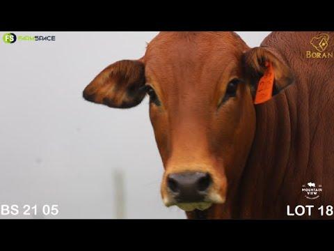 LOT 18 | BS 21 -05 | Mountain View| Road to the Boran National Auction | 15 July 2023