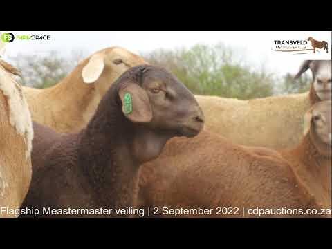 Ons gesels met Lana Prinsloo van die Schalk Burger Meatmasters oor die Meatmaster Flagship veiling