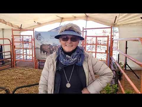 Amy Williams van Barberton gesels oor die Santa Gertrudis