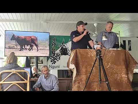 Nguni Regainer Group Auction live from Stellenbosch.
