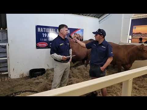 Boetie Hatting van die Senepol Cattle Breeders's Society of South Africa  Genootskap op Nampo 2023