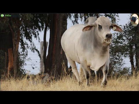 Le Roc Brahman bied aan L8R 20 105 by die 2023 Brahman Nasionale Veiling