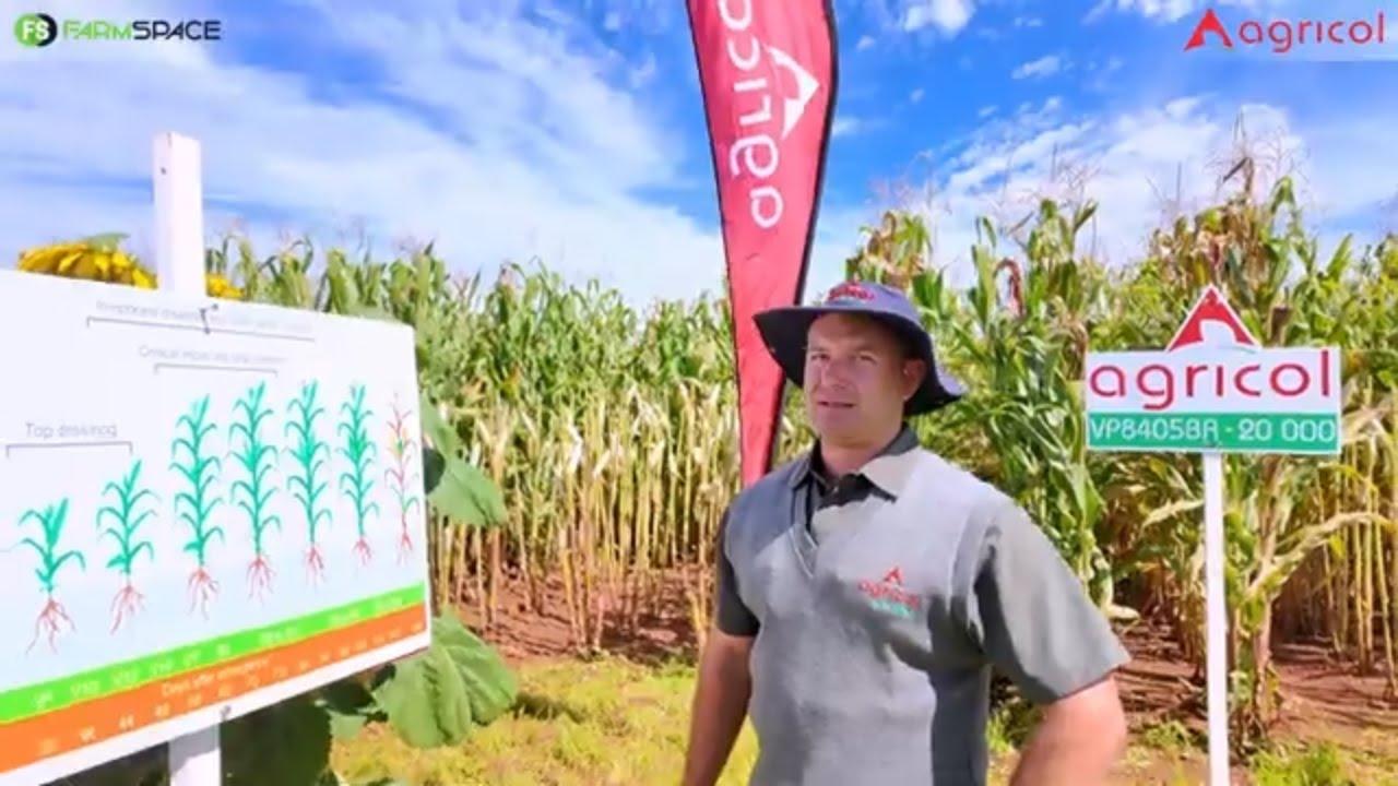 Watter kultivars het Agricol en wat is in die pyplyn?