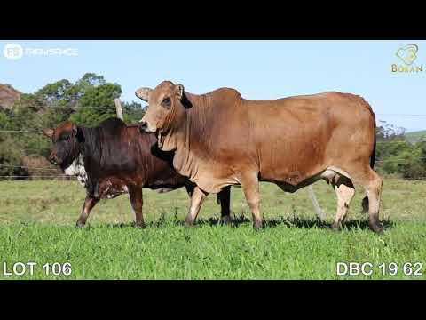 Lot 106 | DBC19-62 | Drostdy Borane | Road to the Boran National Auction | 15 July 2023