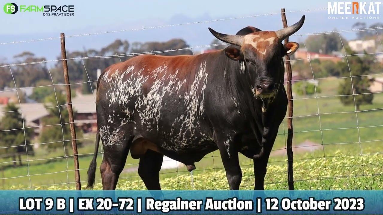 Lot 9 B | EX 20-72 | Exteen Ngunis by die Nguni Regainer Veiling op 12 Oktober 2023