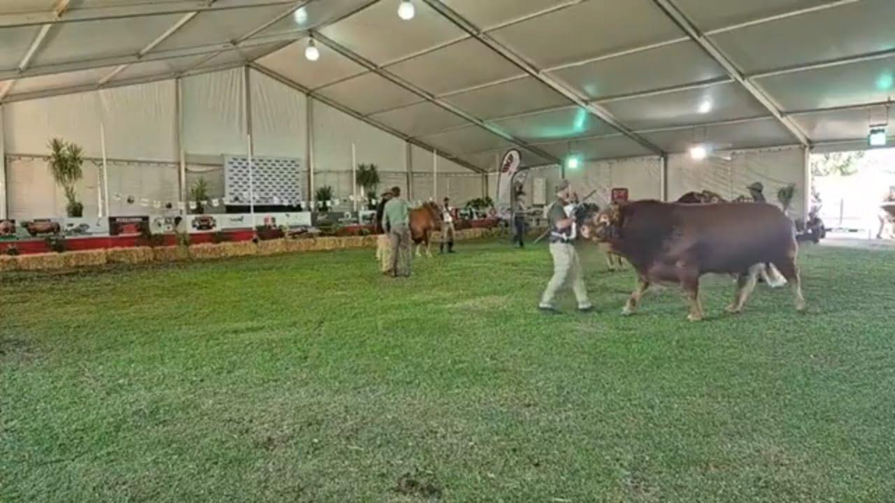 Limousin Cattle Breeders SA Junior Bul Kampioenskap. Jan Stigling neem ons deur die bulle