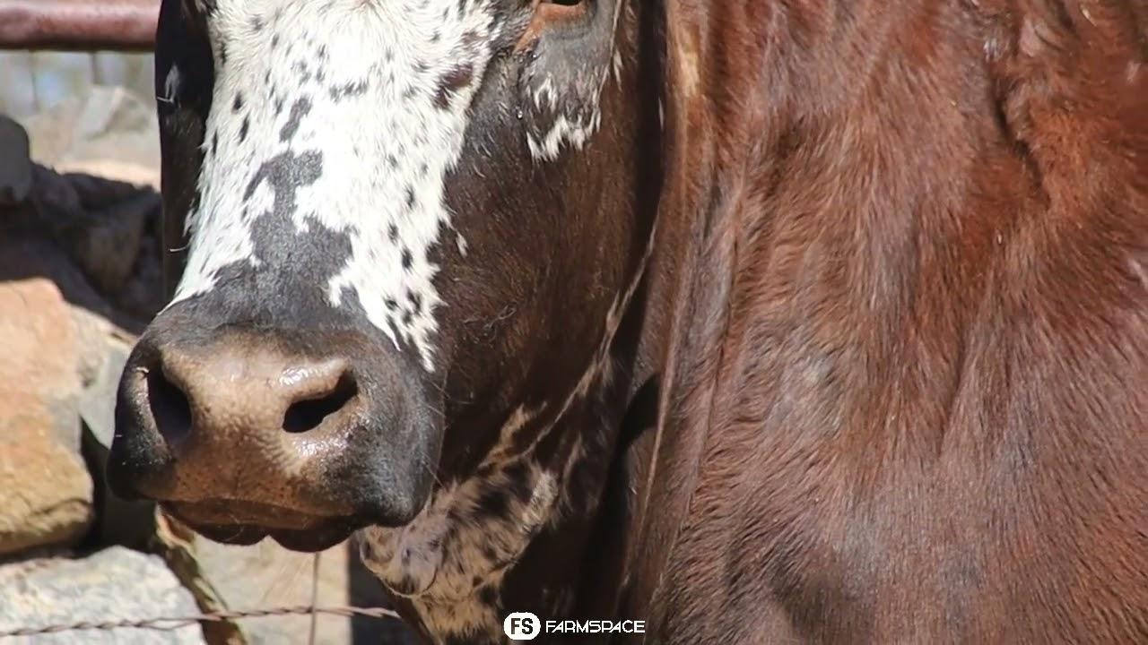 Gariep Nguni's bied aan Lot 55 - FB 18-136 by die Nguni Regainer Groep Veiling, 13 Oktober.