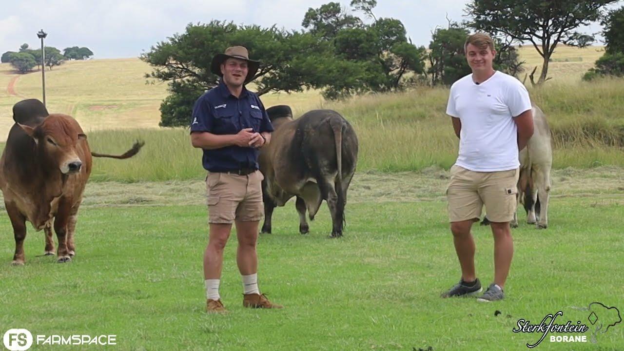 Ons het by Sterkfontein Borane gaan inloer om te hoor wat hy dié jaar by sy veiling gaan aanbied.