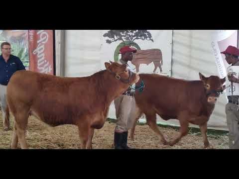 Limousin National Championship 2022: Intermediate Champion Heifer at Bloemshow 2022