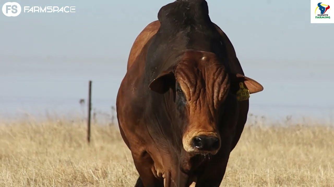 We discuss Jumbo, his progeny and "the best Boran bulls sale ever" - Tinus.