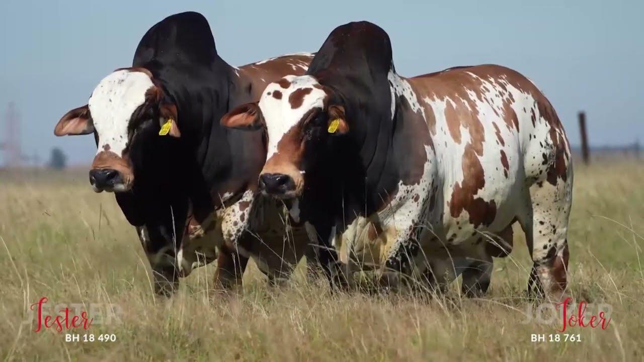 Tinus talks to Simeon about the Jumbo bont brothers on auction!