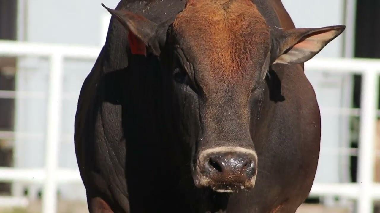 Mountain View & Hessi Borane bied Lot 21, BS 18-47 Kulal, by die 2022 Boran Nasionale Veiling aan.