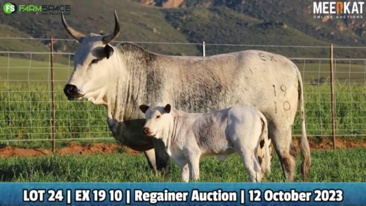 Lot 24 | EX 19-10 | Exteen Ngunis at the Nguni Regainer Auction on 12 October 2023