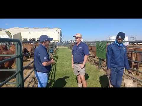 Christo Opperman gesels met ons hier by die Mpumalanga Borane Veiling 2022.