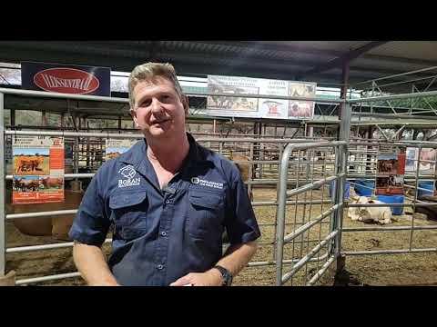 Soos gewoonlik praat ons met Christopher Havenga oor die diere by die Limpopo Prestige Boran Veiling
