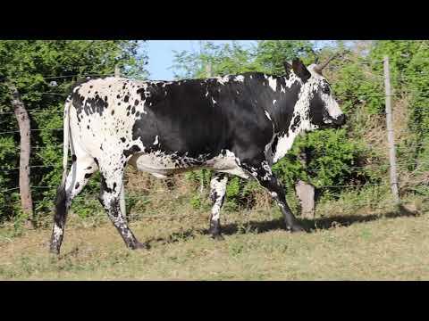 Lot 57 | Q 21-70 | Qhina Ngunis by die Nguni Regainer Veiling op 12 Oktober 2023