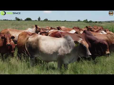 Boer winsgewend met die Boran, stoet of kommersieel. Danie Strydom verduidelik voor sy veiling hoe..