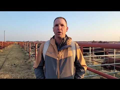 Keith Pienke at the Hotspot Cattle Droughtmaster Auction 2022