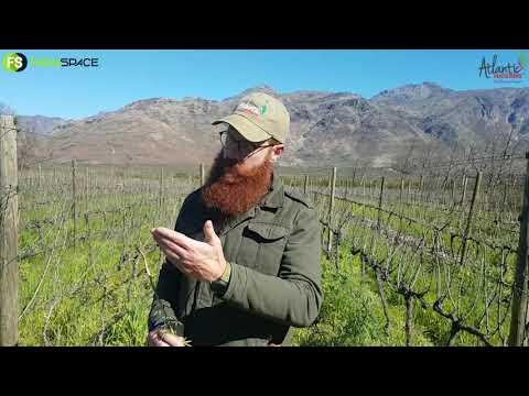 Atlantic Fertiliser Agri - Zach Moolman oor hulle Wingerd
