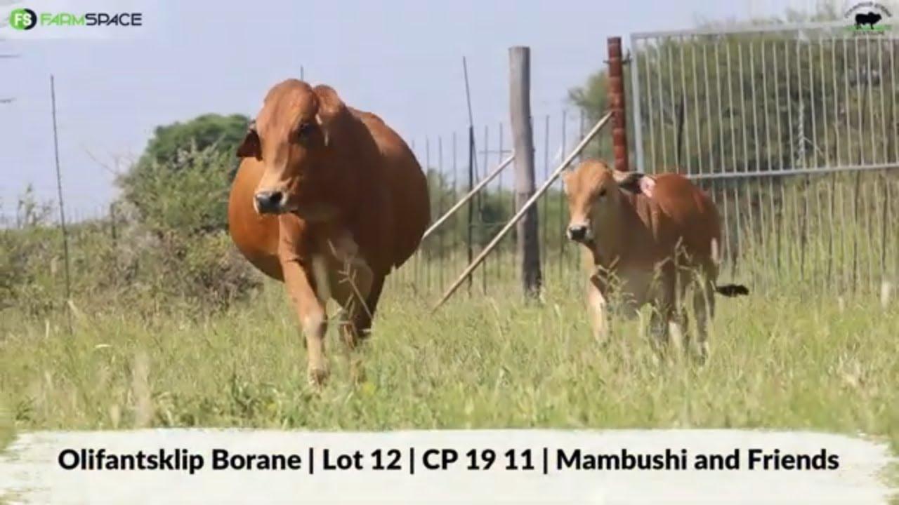Olifantsklip Borane | Lot 12 | CP 19 11 | Mambushi and Friends