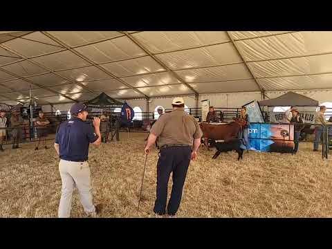 Overvaal Dexter Klub by KragDag 2023.