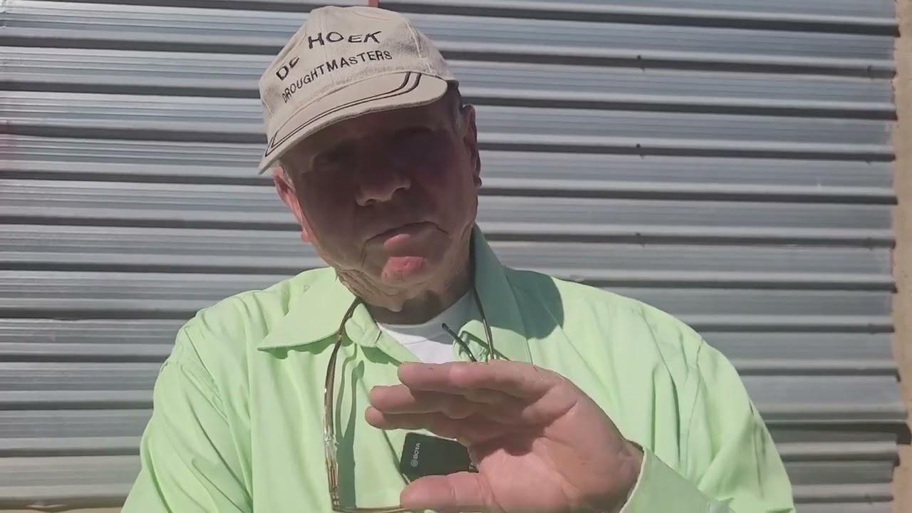 De Hoek Africa Droughtmaster Annual Production Sale - Mike