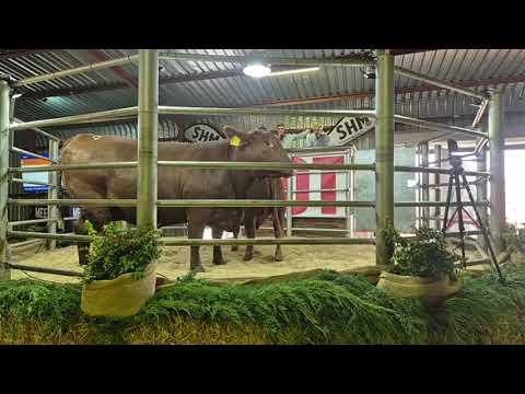 Brandwater Boerdery Droughtmaster en Brahman veiling regstreeks vanaf Fouriesburg.
