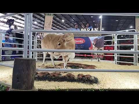 Boran National Auction 2023
