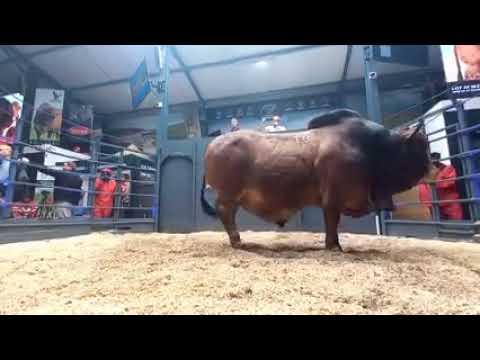 Hurwitz Farming 8ste Boran produkdieveiling - Lot 10