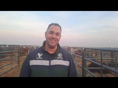 Wat sê Simeon oor die Boran beeste wat hulle more op veiling het?