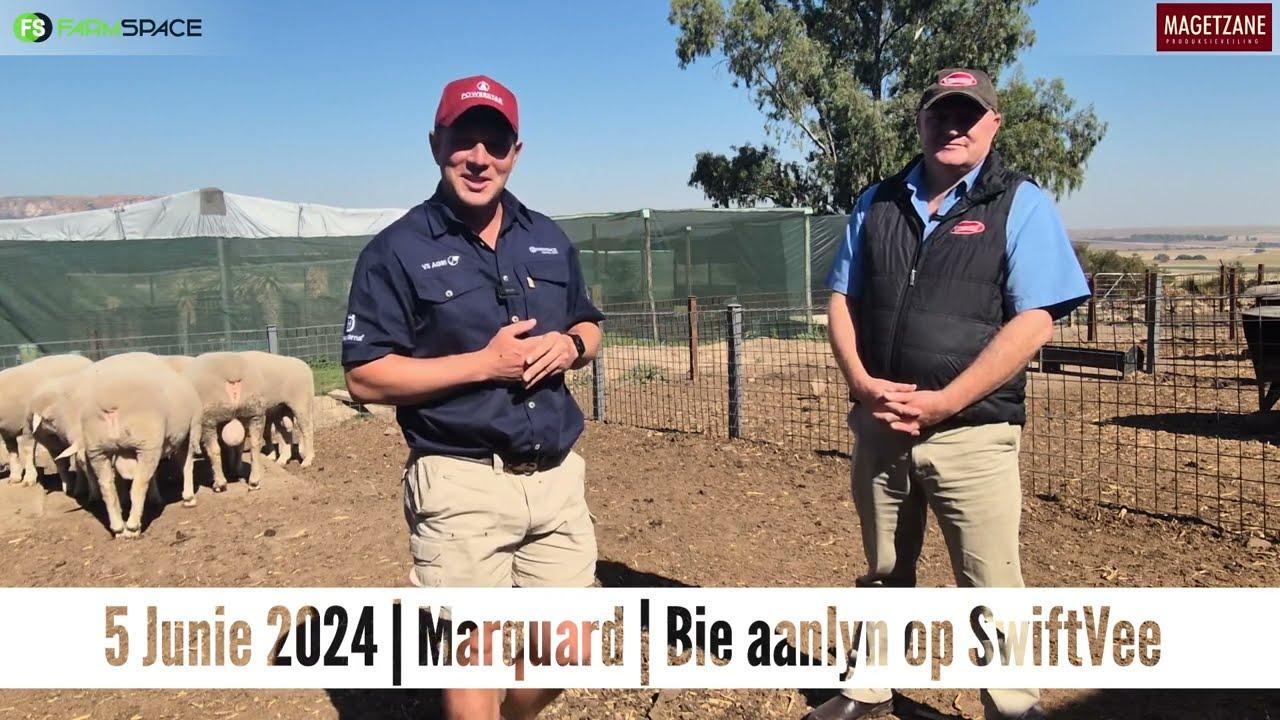 Ons gesels met Allan van Vleissentraal oor die Magetzane Vleismerinos se veiling op 5 Junie 2024