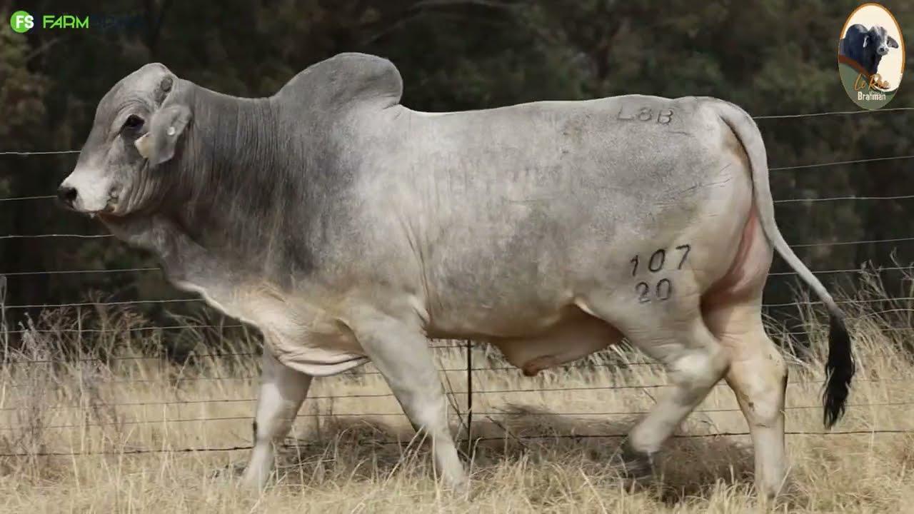 L8B is 'n poena bul wat beskikbaar is op die Brahman Nasionale Veiling op 9 September 2023